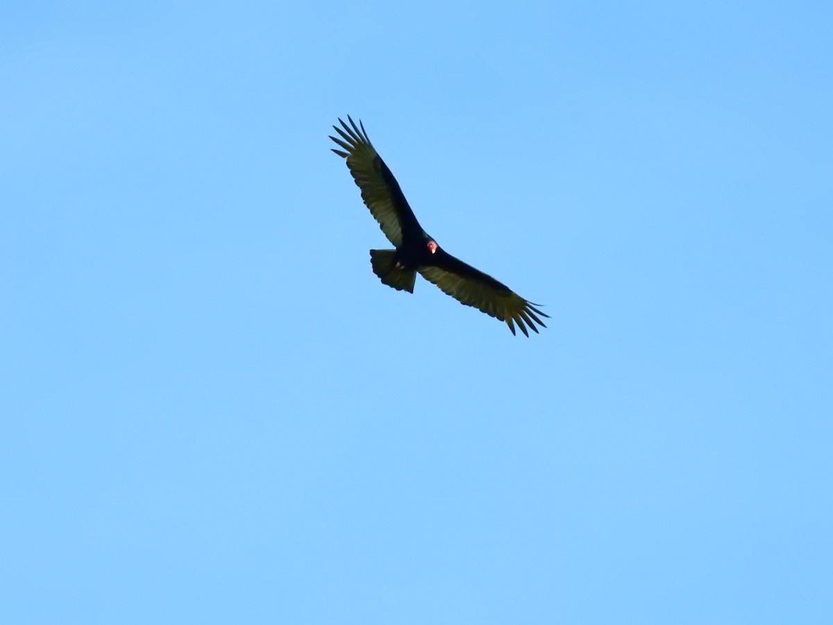 Turkey Vulture (Northern) - ML125723341