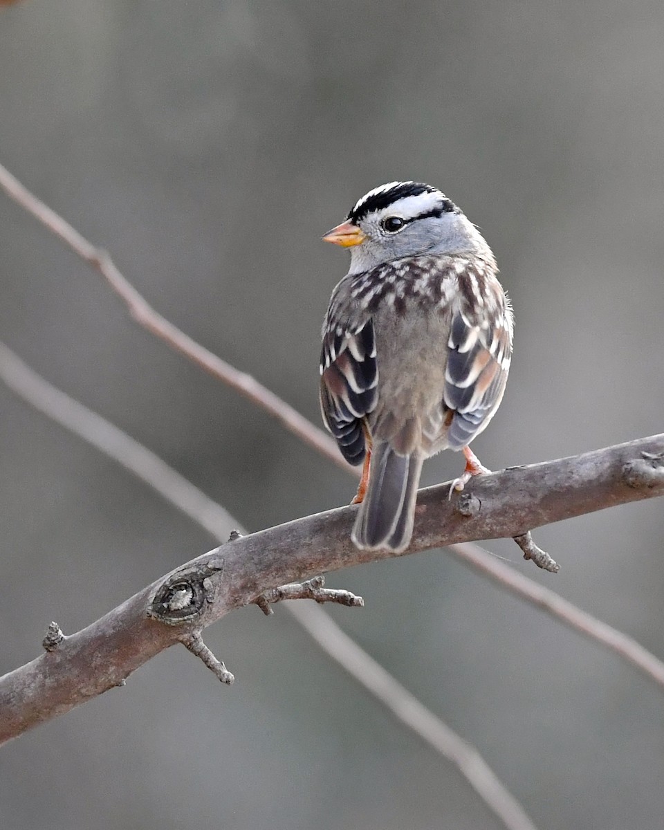 White-crowned Sparrow - ML125724661