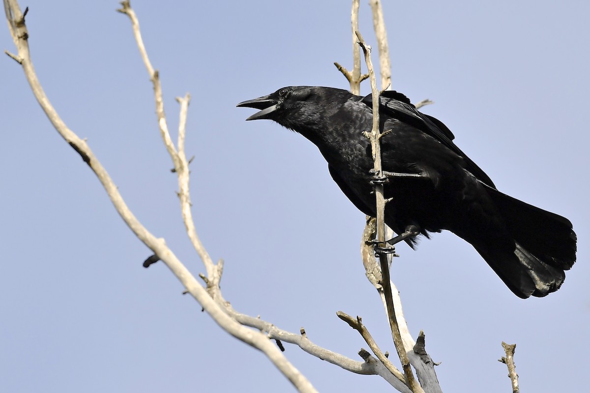 American Crow - ML125724711
