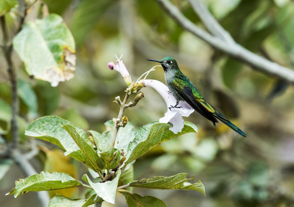 Colibrí Ventrigrís - ML125726821