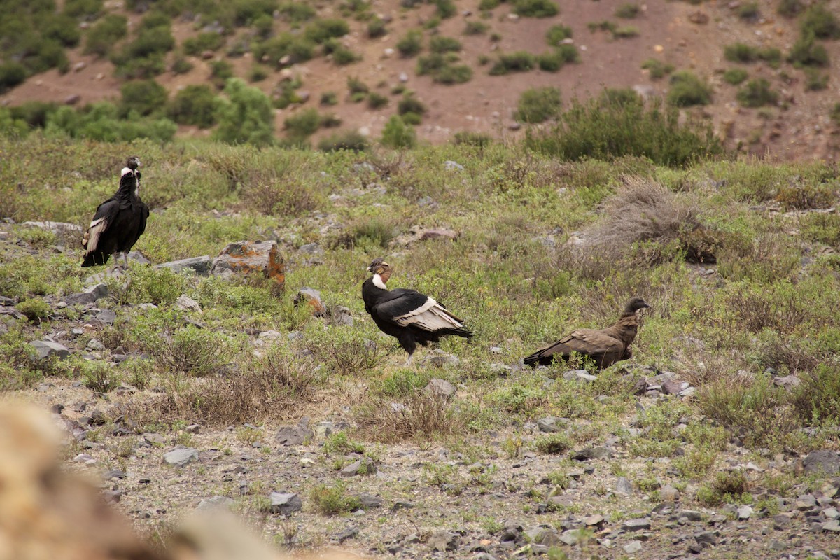Condor des Andes - ML125727371