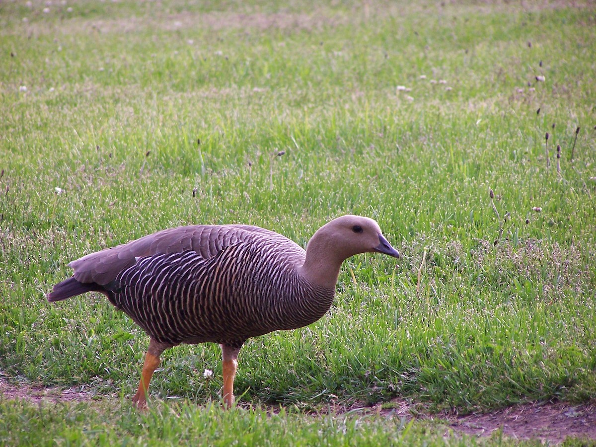 Upland Goose (Bar-breasted) - Robin Welsh