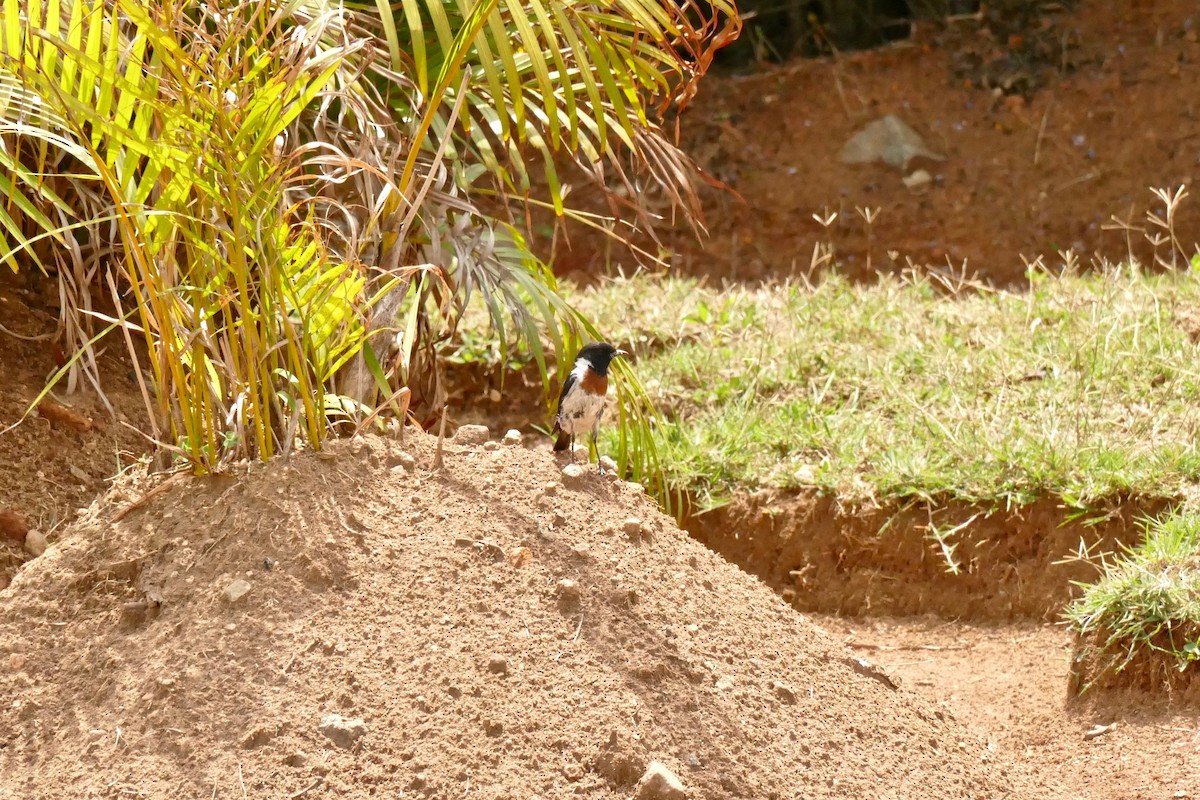 African Stonechat (Madagascar) - ML125728171