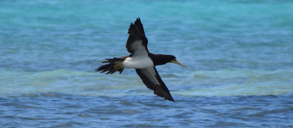 Brown Booby - ML125731871