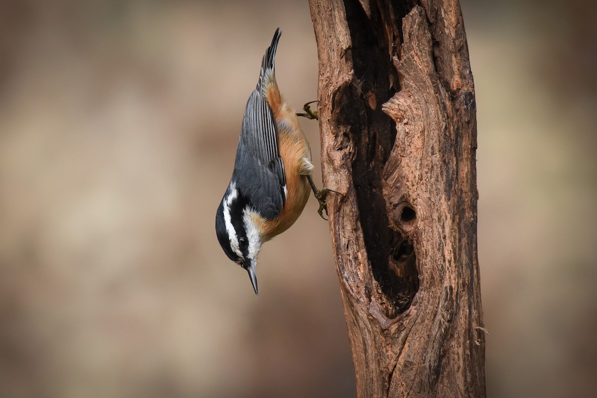 Red-breasted Nuthatch - ML125731921
