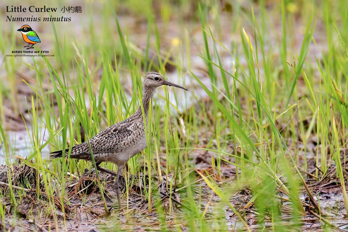 Little Curlew - ML125732131
