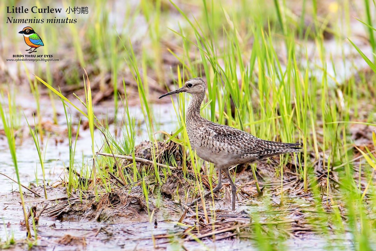 Little Curlew - ML125732141