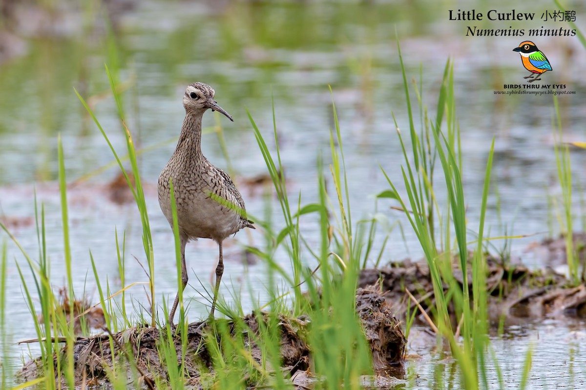 Little Curlew - ML125732151