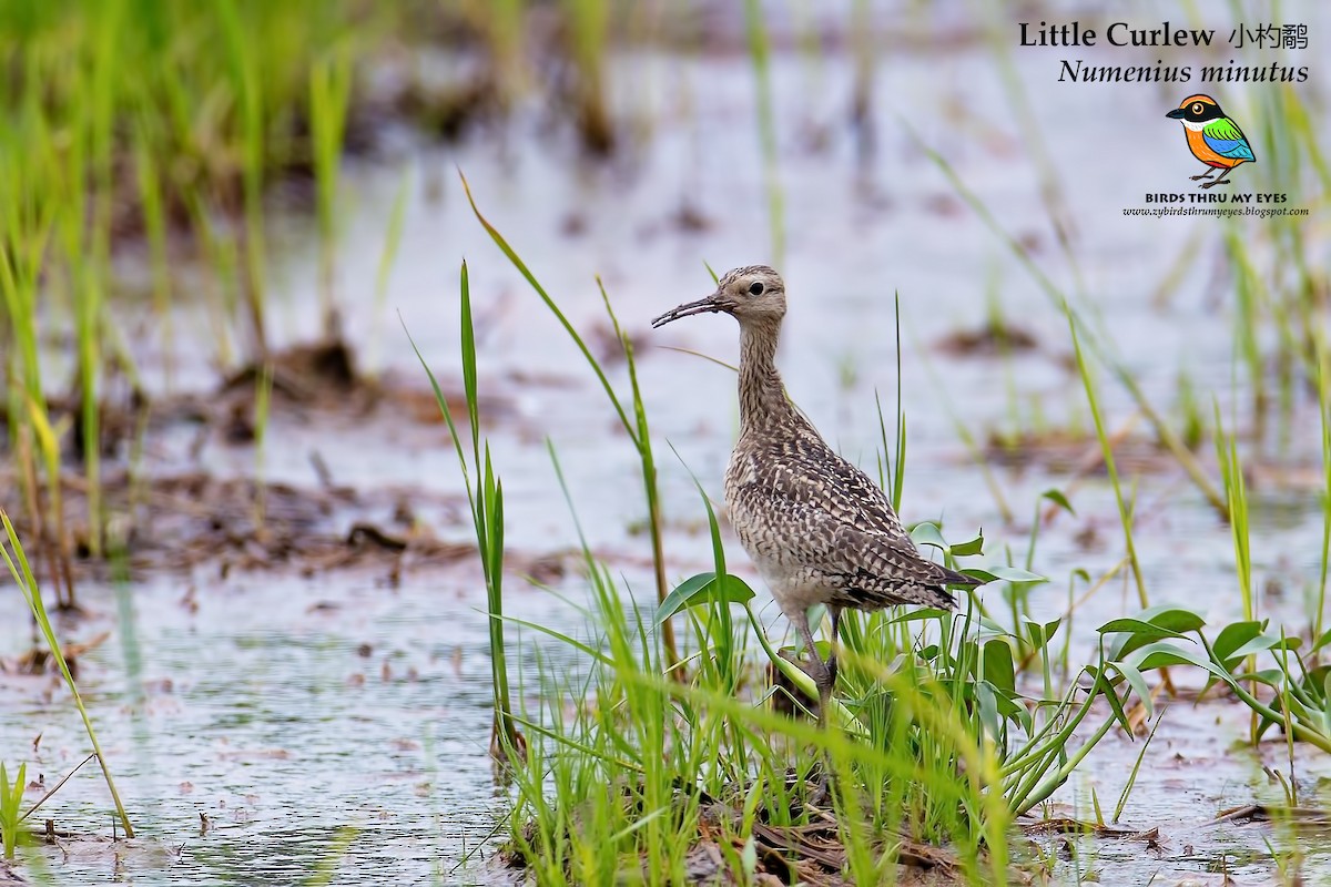 Little Curlew - ML125732171