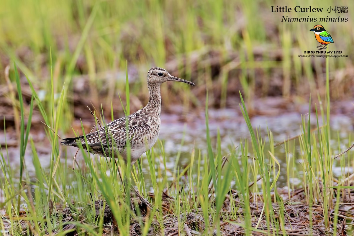 Little Curlew - ML125732181