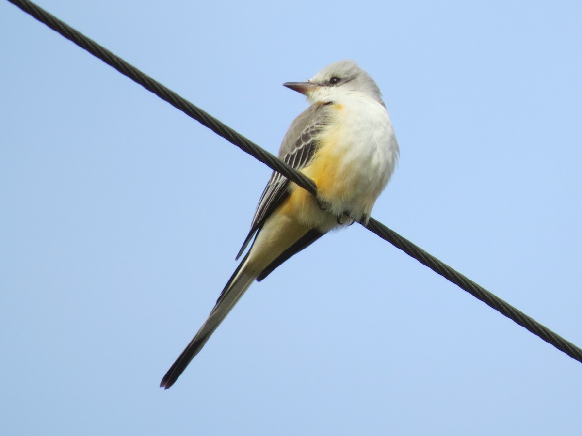 Scissor-tailed Flycatcher - Brian Johnston
