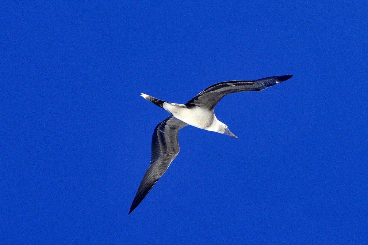 Red-footed Booby - ML125734861