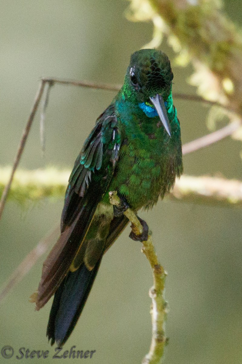 Green-crowned Brilliant - ML125740161