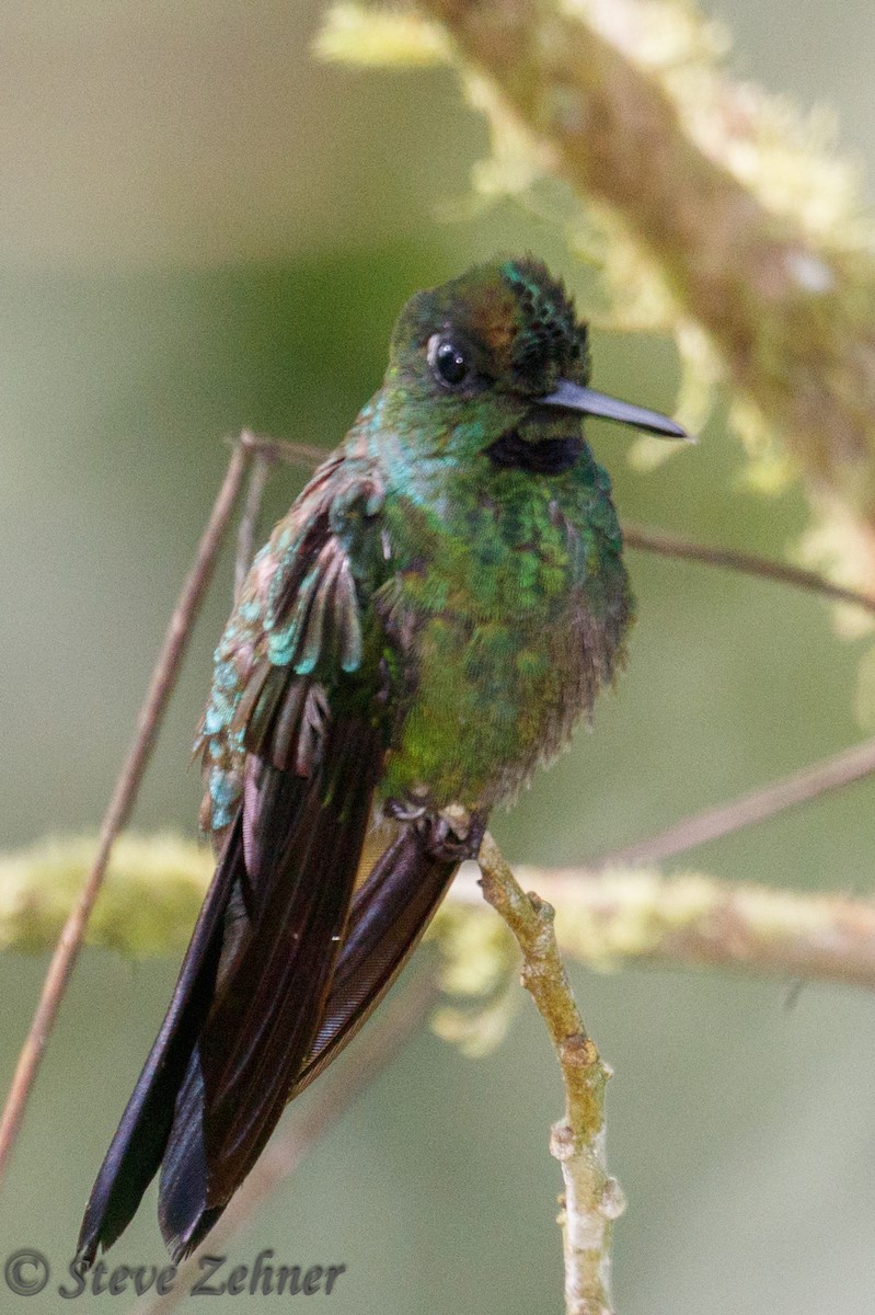 Green-crowned Brilliant - ML125740171