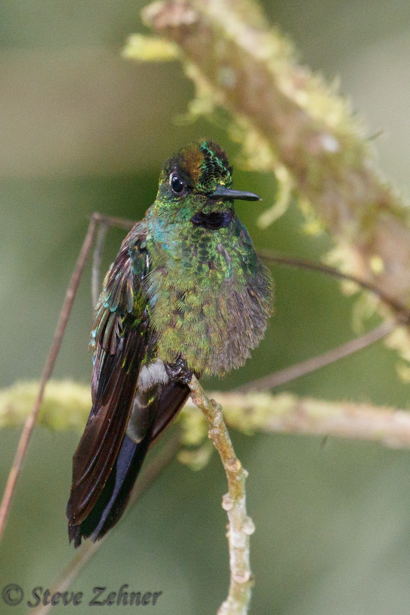 Green-crowned Brilliant - ML125740191
