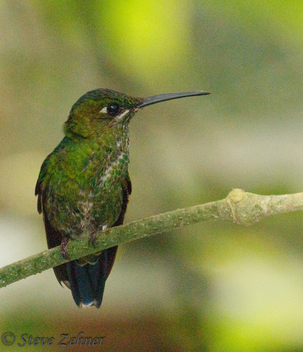 Green-crowned Brilliant - ML125740241