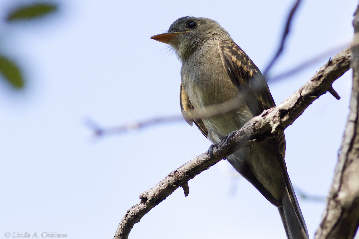 Greater Pewee - ML125740961