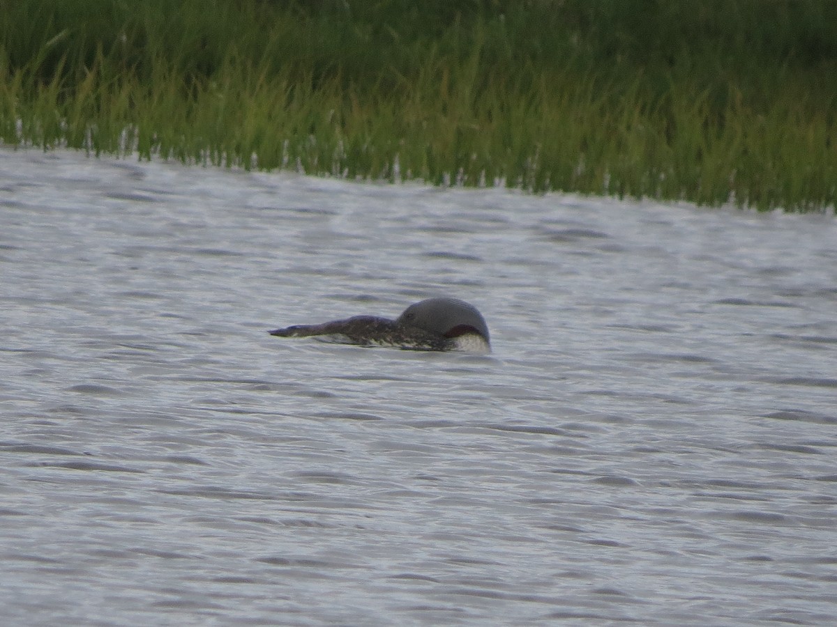 Red-throated Loon - ML125742031