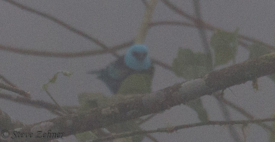Blue-necked Tanager - ML125743311