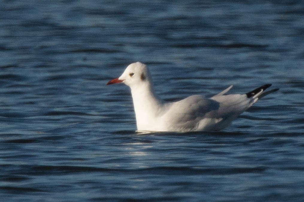 Mouette rieuse - ML125743381