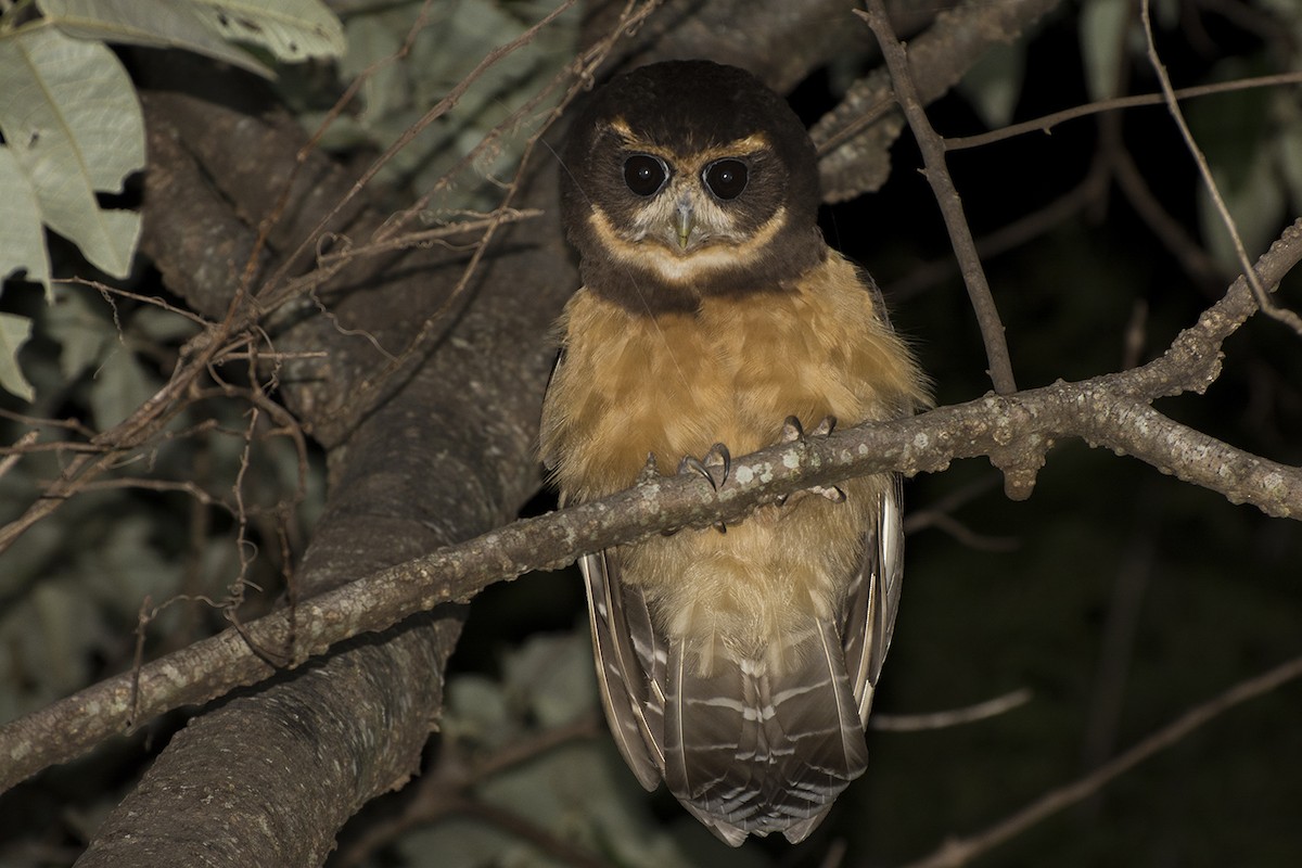 Tawny-browed Owl - ML125744431