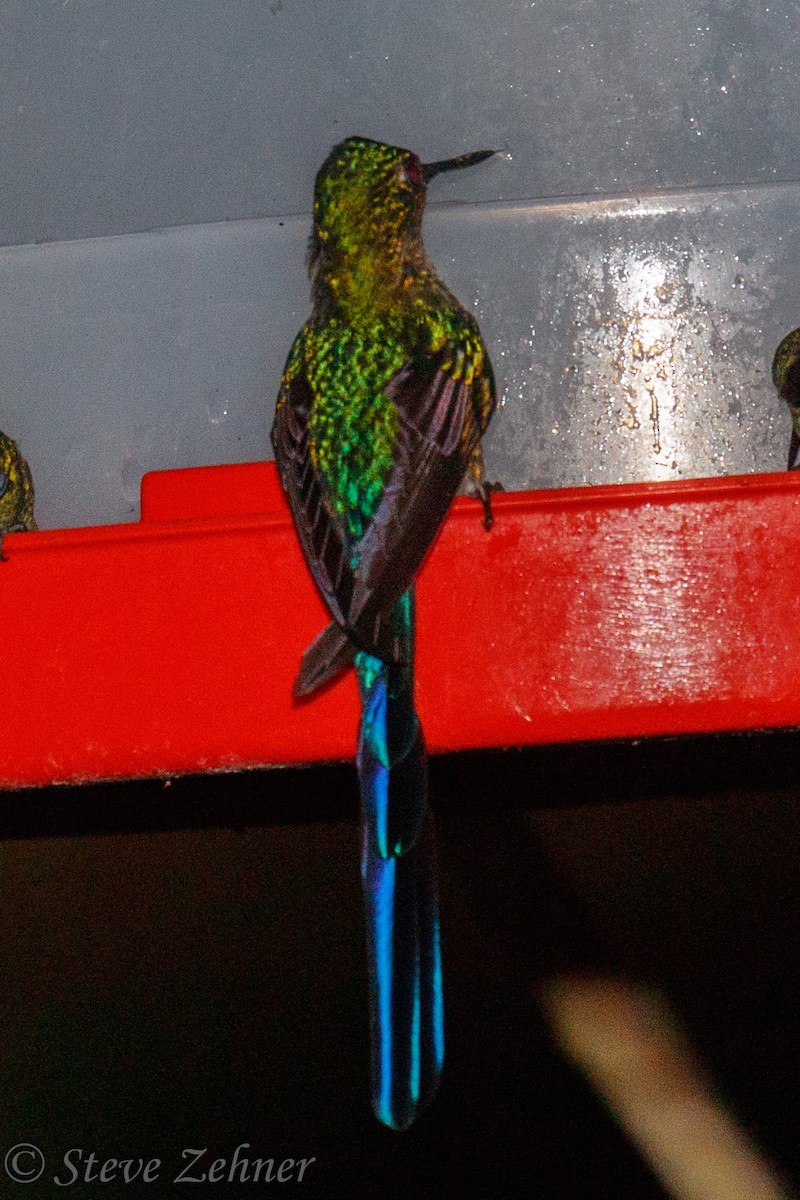 Violet-tailed Sylph - ML125746871