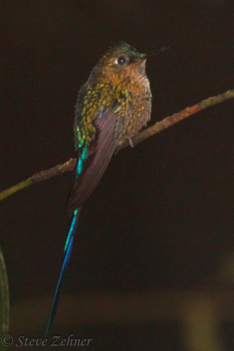 Violet-tailed Sylph - ML125746931