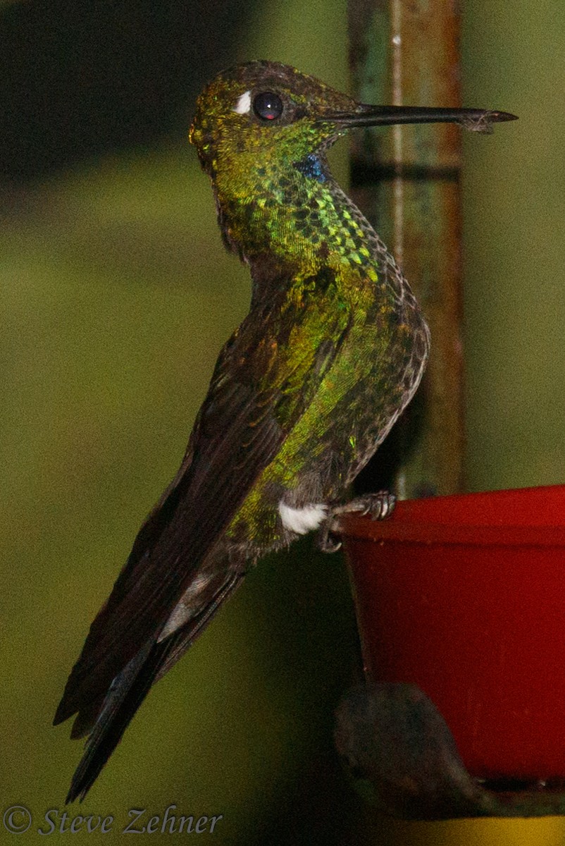 Green-crowned Brilliant - ML125748391