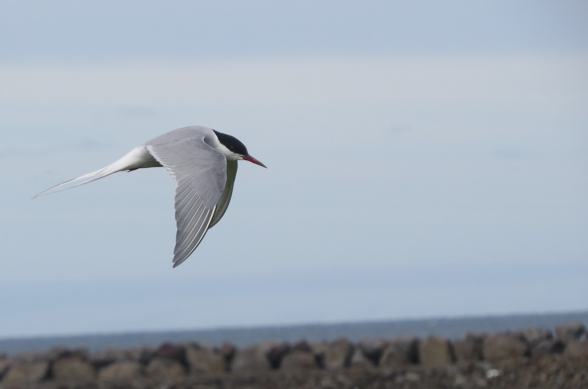 Arctic Tern - Ben Frueh