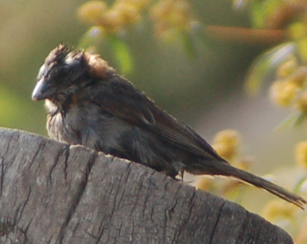 Rufous-collared Sparrow - Helen Butts