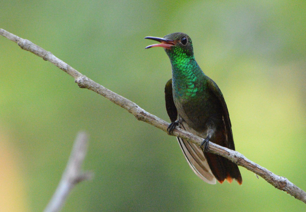 Rufous-tailed Hummingbird - Jorge Dangel