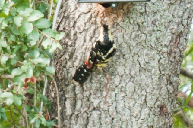 Crested Barbet