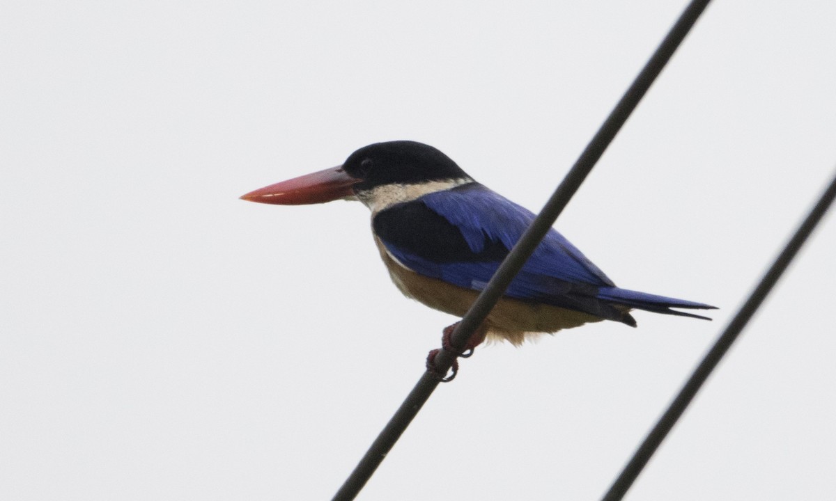 Black-capped Kingfisher - Brian Sullivan