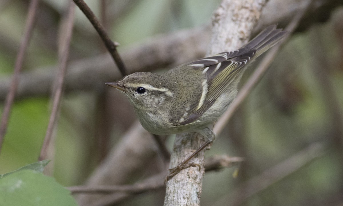 Yellow-browed Warbler - ML125755771