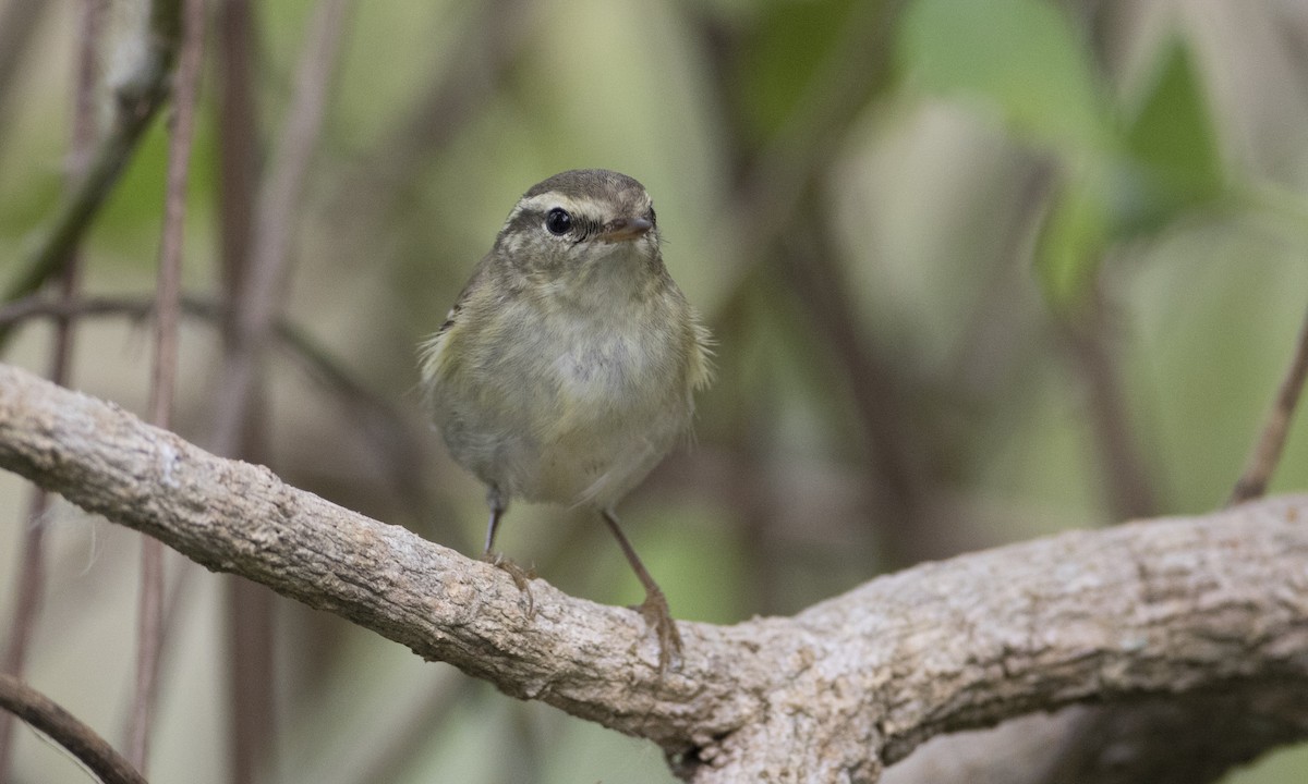 Yellow-browed Warbler - ML125755781
