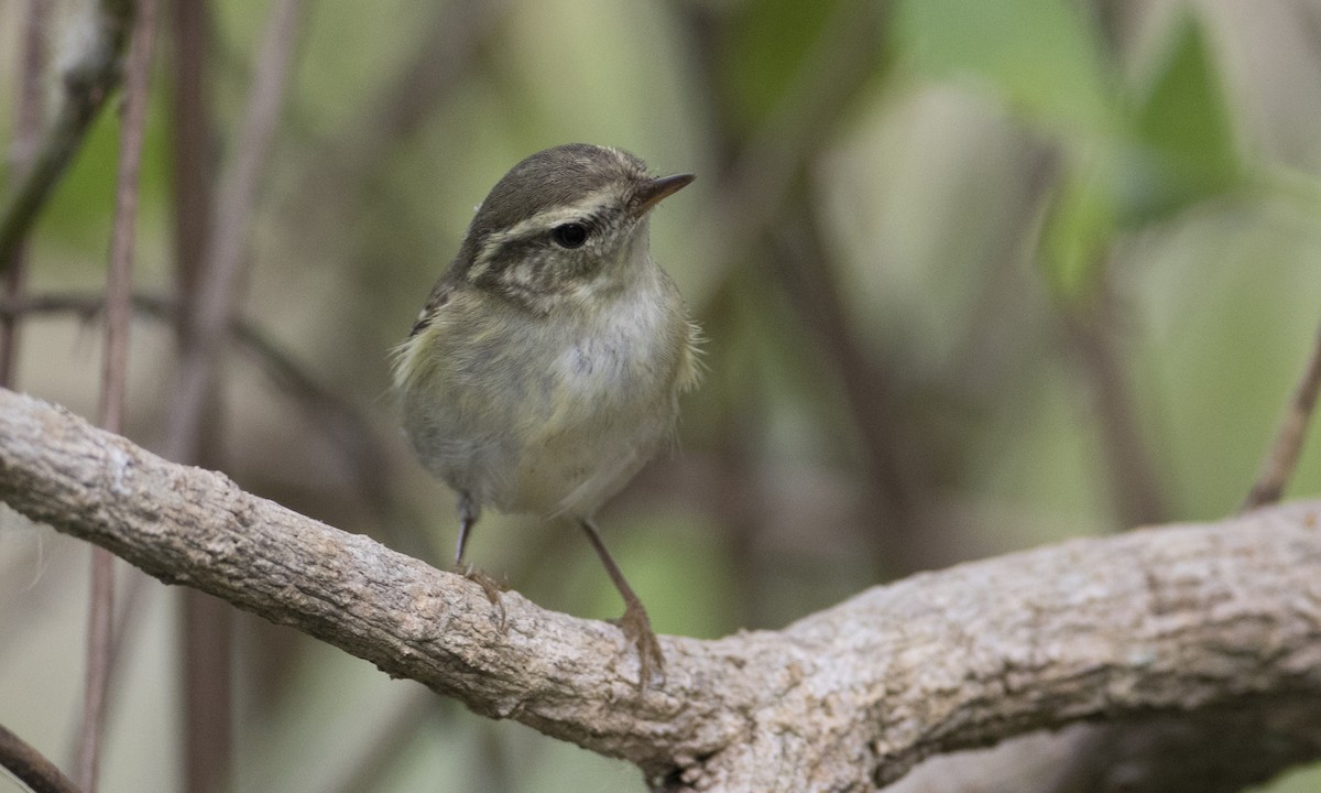Yellow-browed Warbler - ML125755791