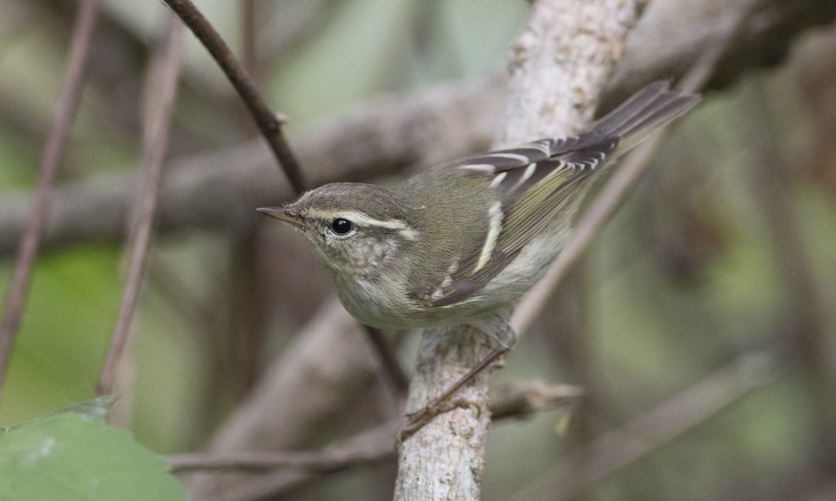 Yellow-browed Warbler - ML125755801