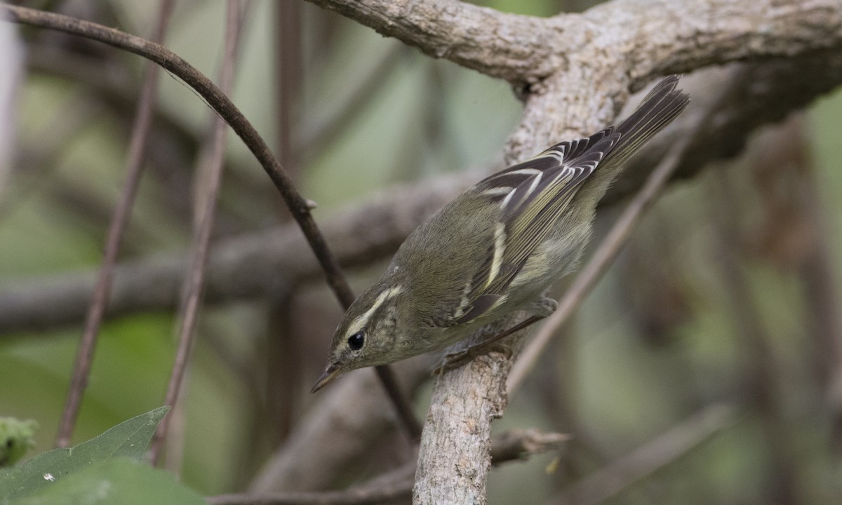 Yellow-browed Warbler - ML125755821
