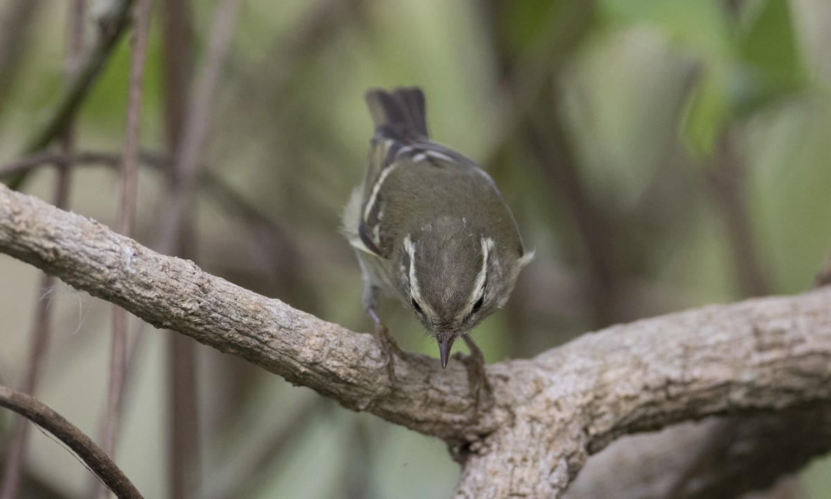 Yellow-browed Warbler - ML125755871