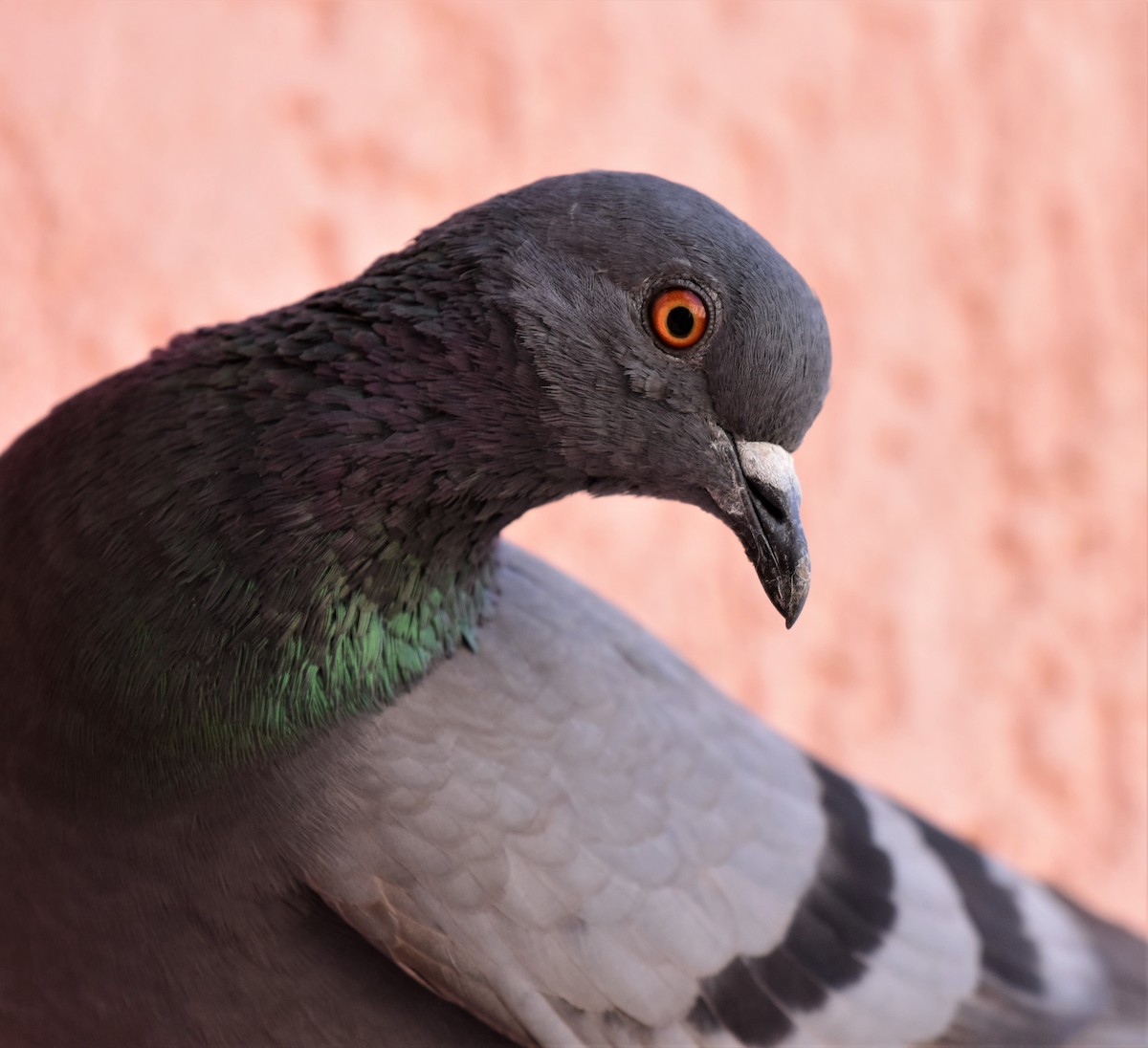 Rock Pigeon (Feral Pigeon) - AVINASH SHARMA