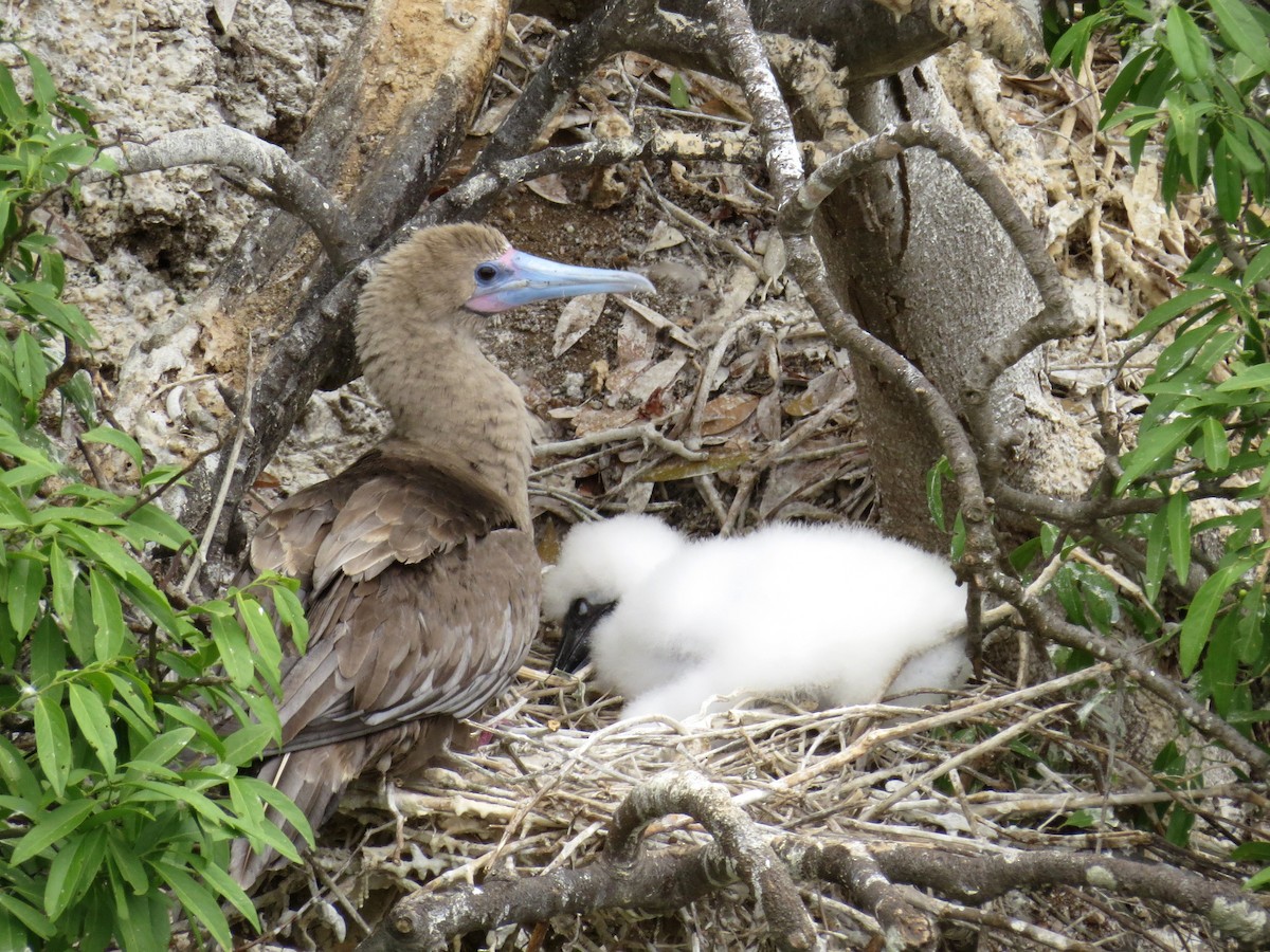 Red-footed Booby (Eastern Pacific) - ML125760171