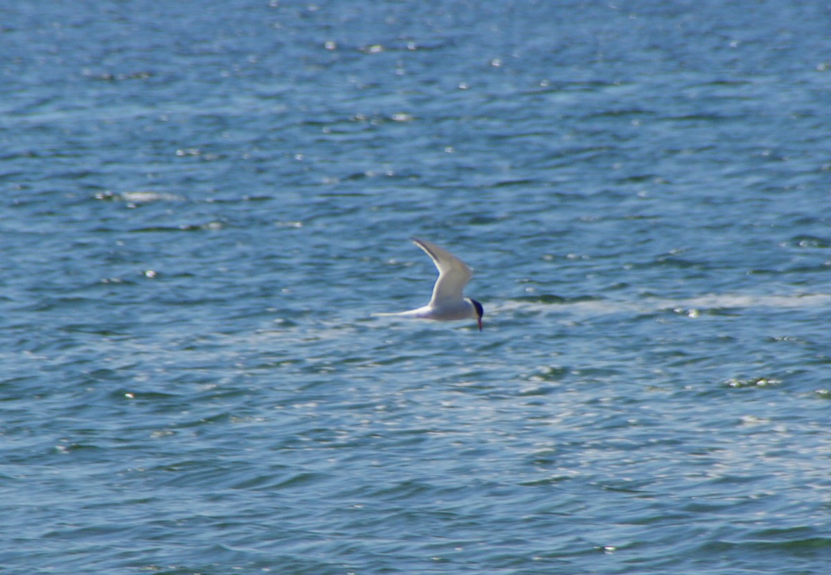 Common Tern - Doug Macaulay