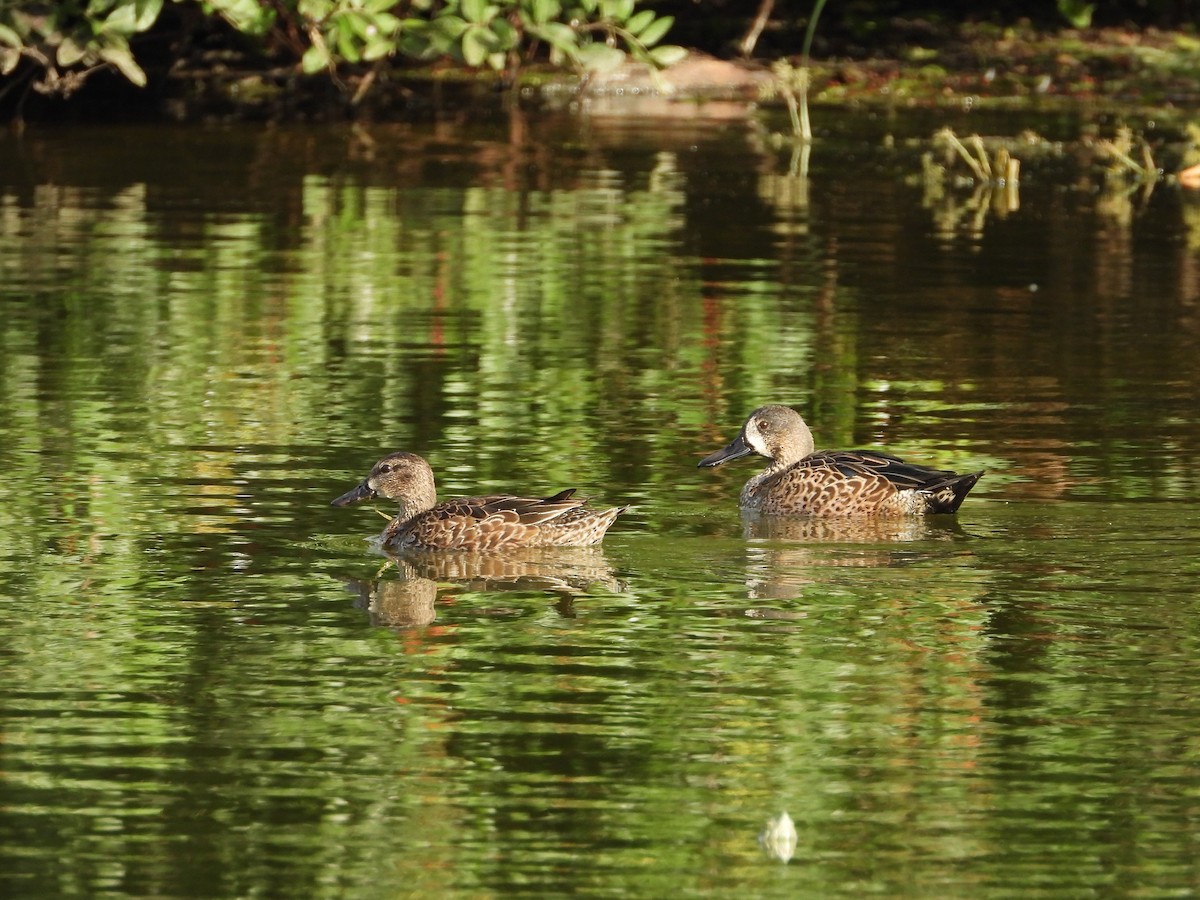 Blue-winged Teal - ML125762121