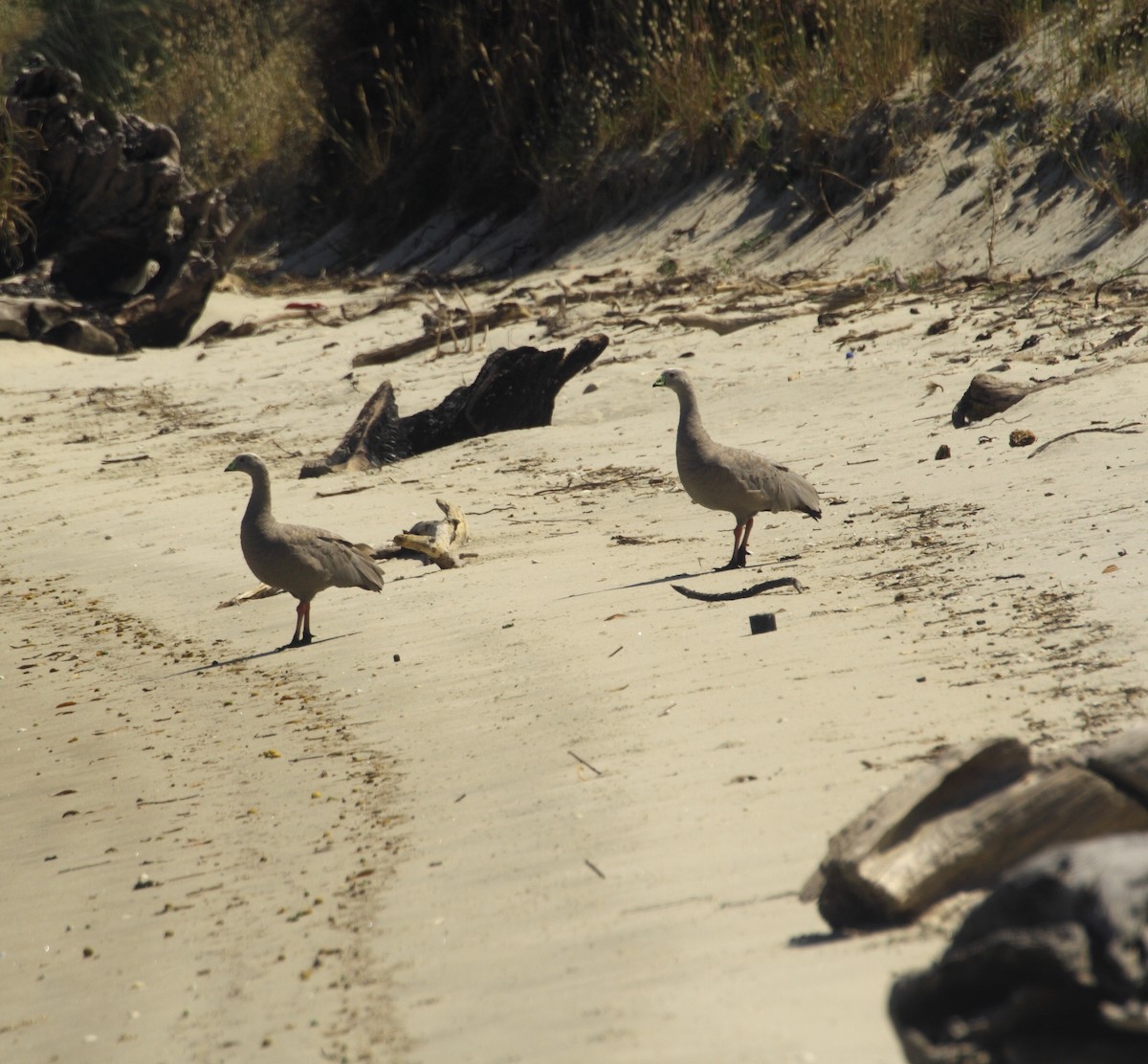 Cape Barren Goose - Mig kemp