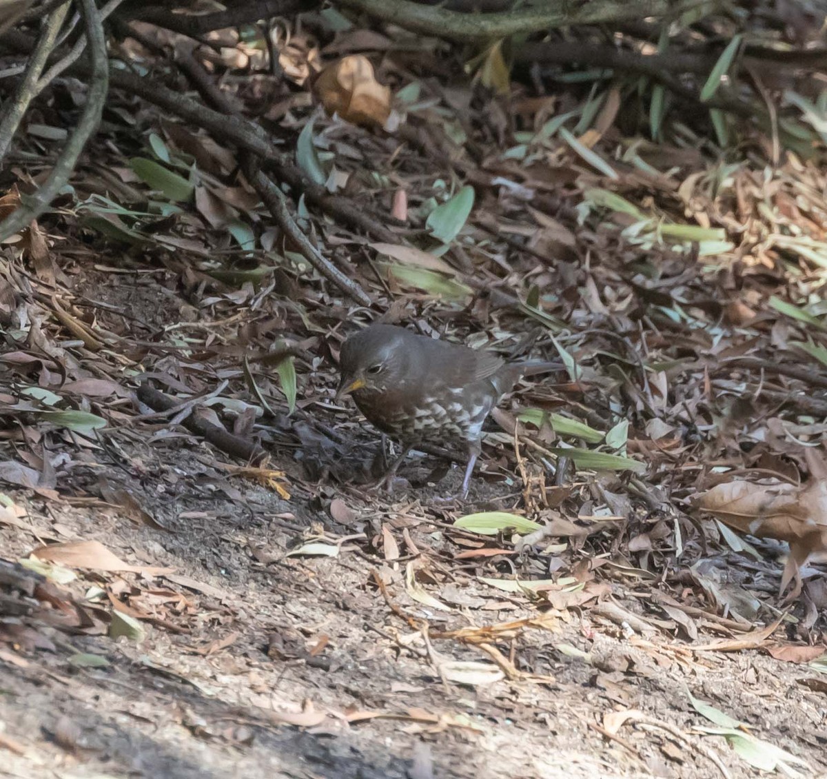 Fox Sparrow (Sooty) - ML125769981