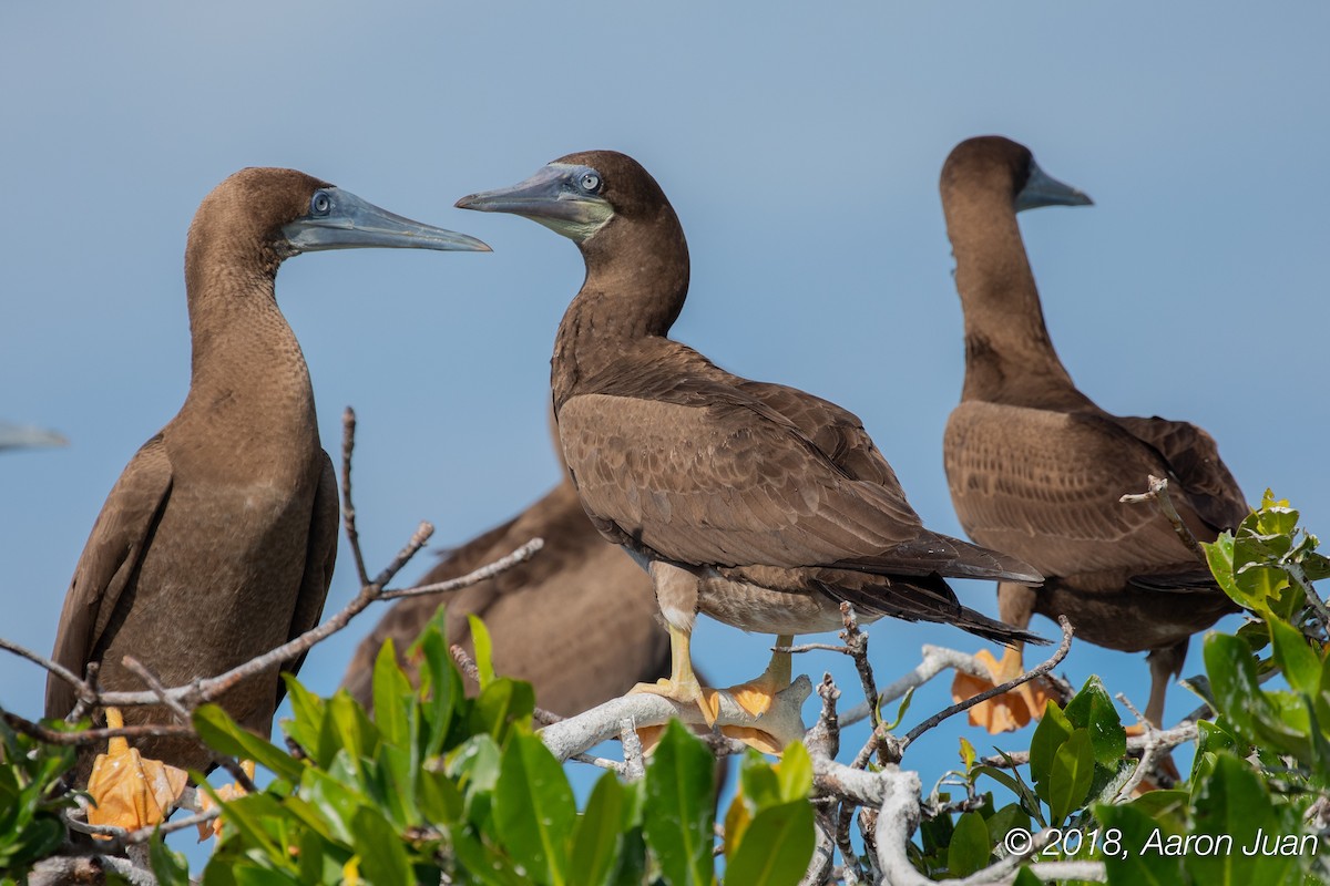 Brown Booby - ML125770551