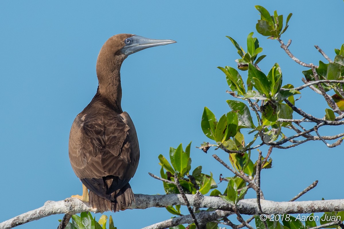 Brown Booby - ML125770601