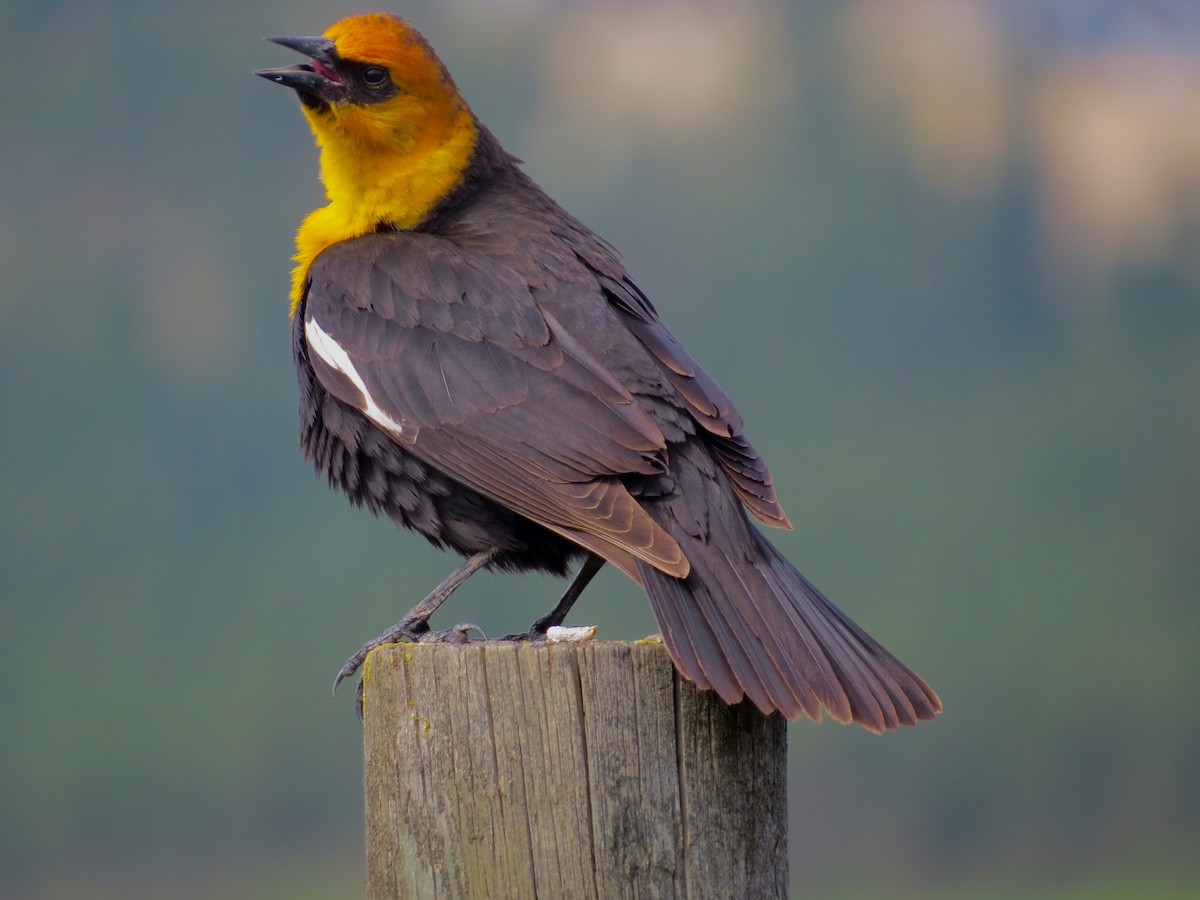 Yellow-headed Blackbird - ML125771361