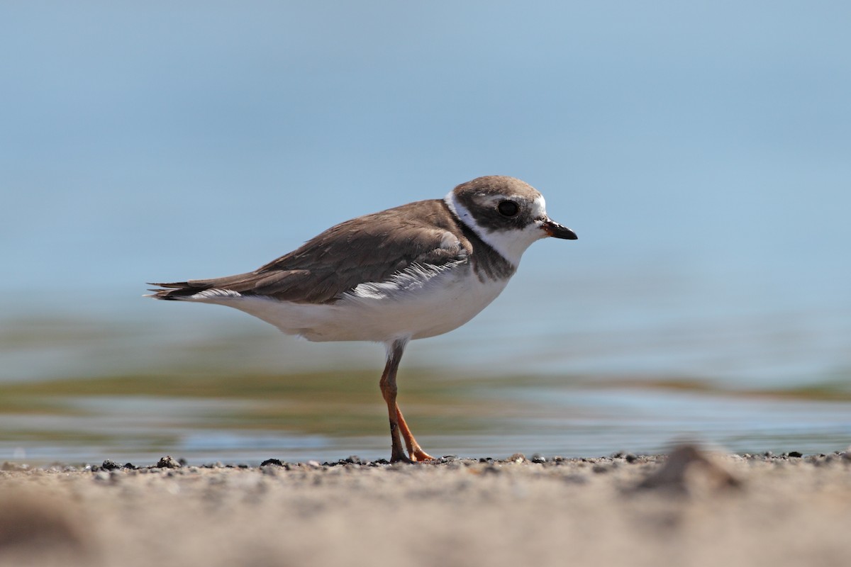 Semipalmated Plover - ML125772041