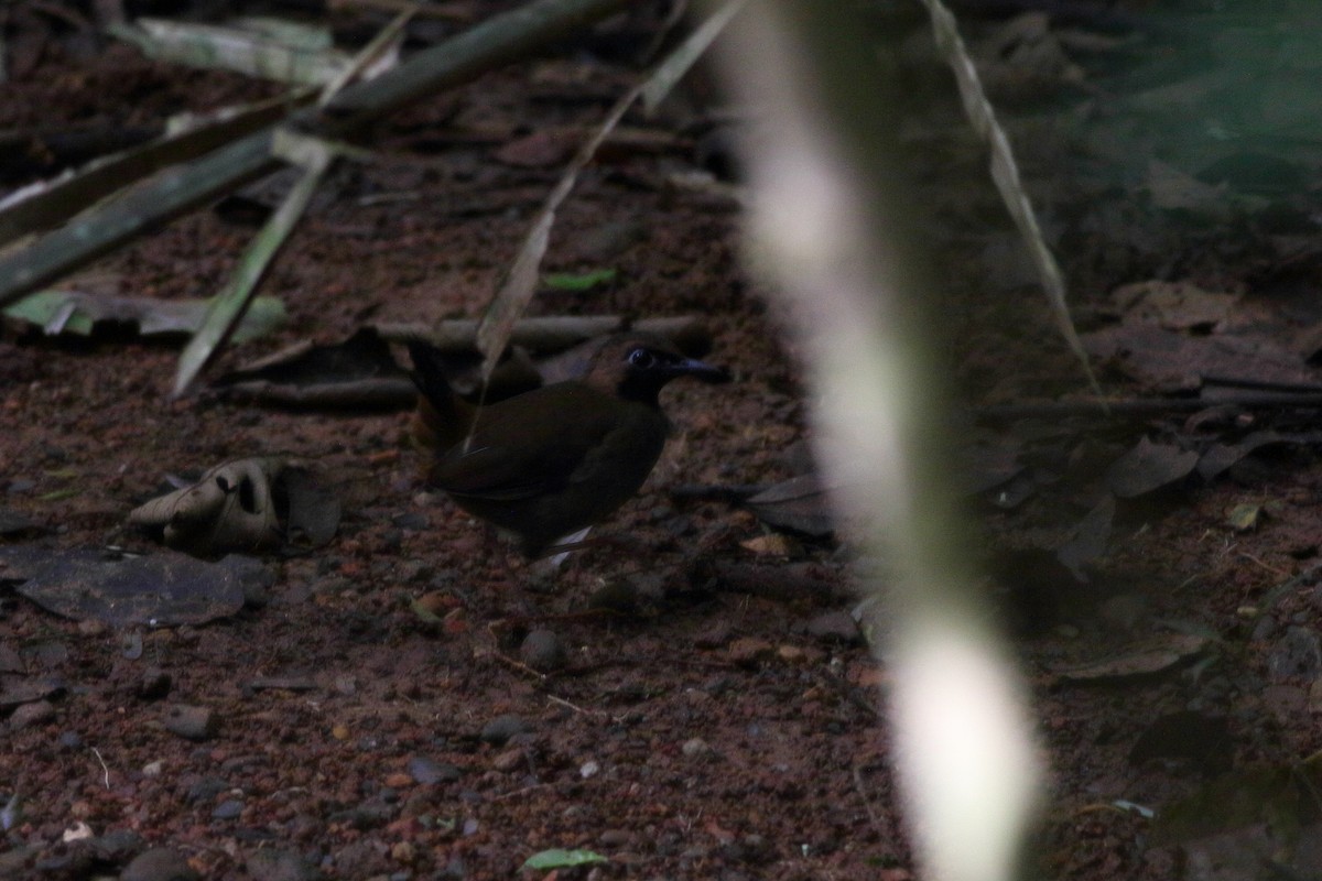 Black-faced Antthrush (Central American) - ML125773951